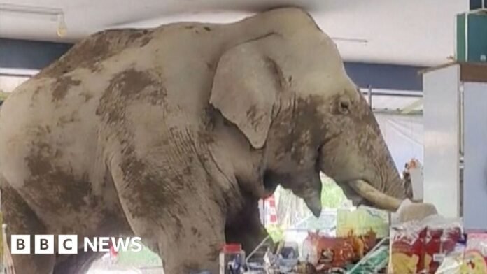 Hungry elephant wanders into Thai grocery store