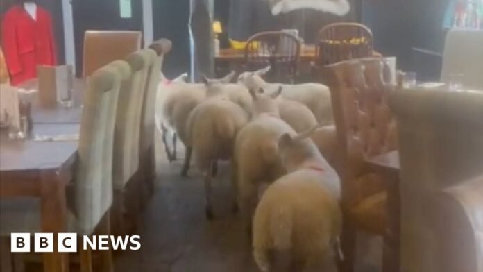 Flock of sheep baa-rred from Knaresborough pub