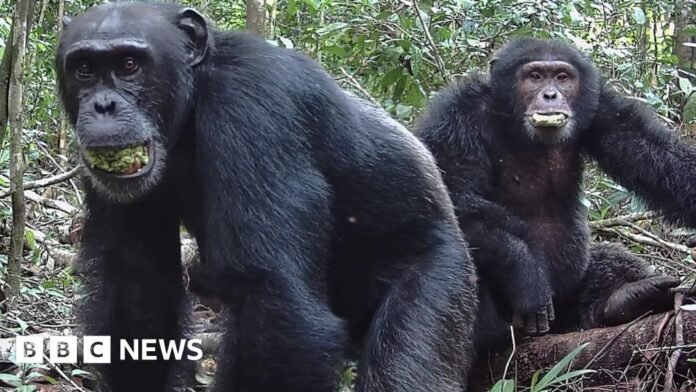 Chimps 'lager a day' in ripe fruit fuels drunken monkey Chimps 'lager a day' in ripe fruit fuels drunken monkey theory
